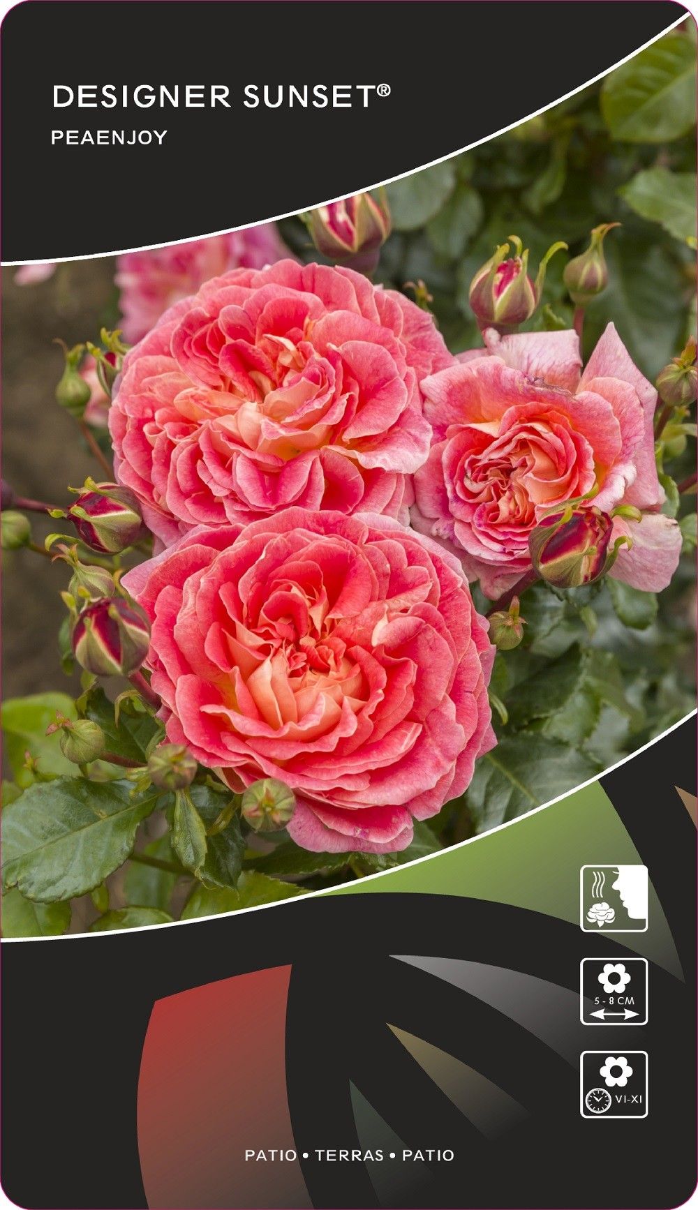 Rosa (PAT) Designer Sunset®, D 17