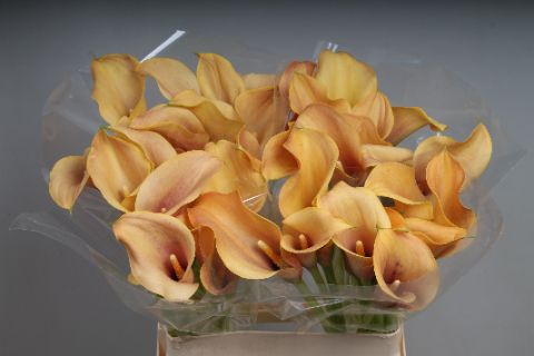 Калла Каллиста 60, шт.