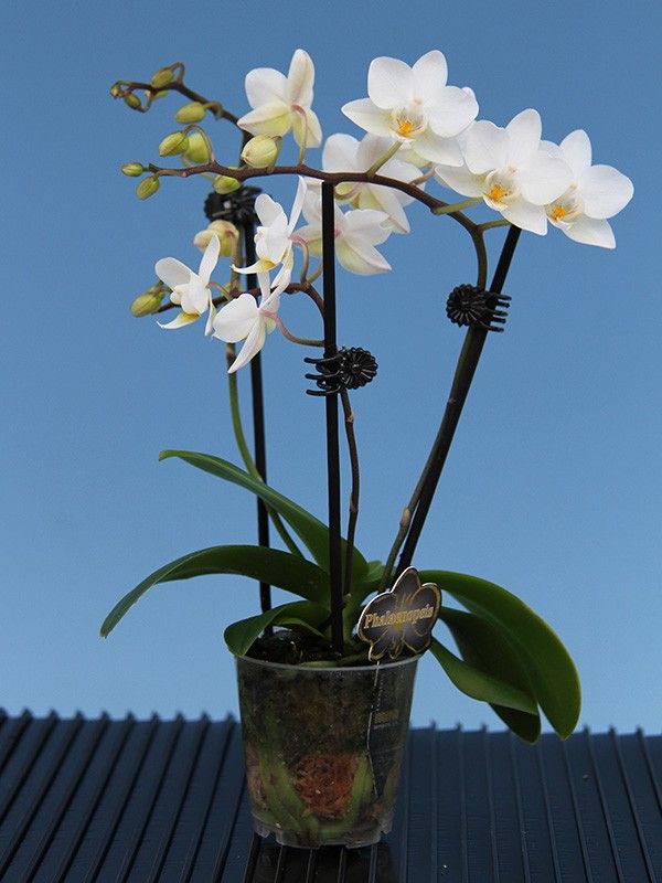 PHALAENOPSIS-HYBRID, D 6
