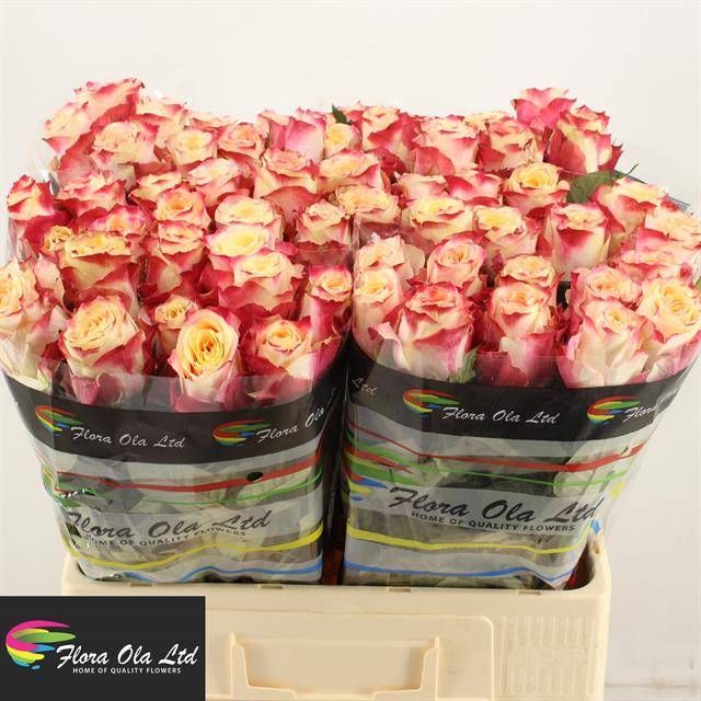 Роза од. Чапю 60, шт.