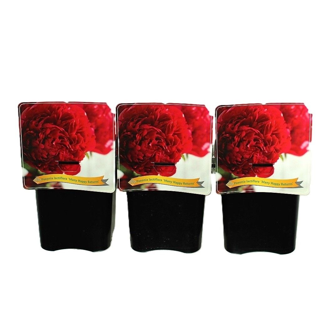 Paeonia Lactiflora 'Many Happy Returns' C5, D 21