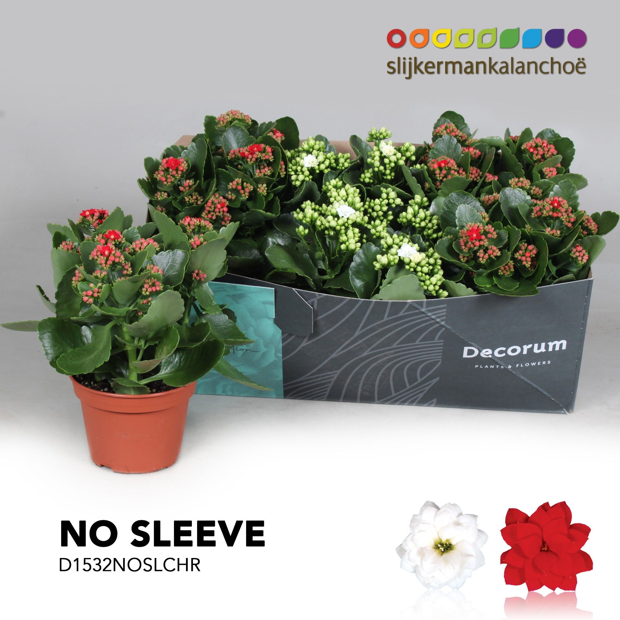 Kalanchoe No Sleeve - Christmas mix - kerst, D 15 cm