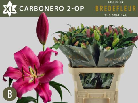 Лилия Карбонеро 85, шт.