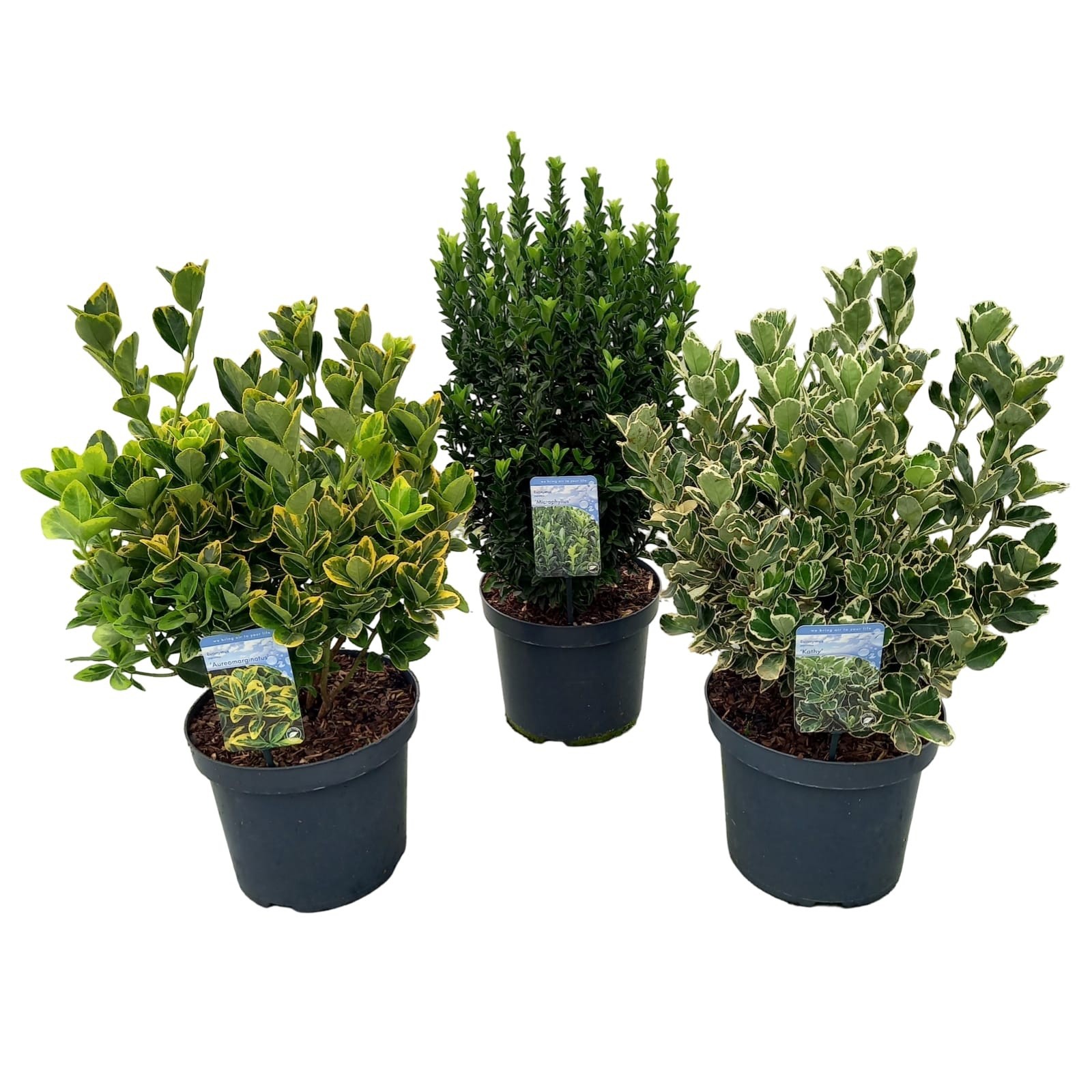 Euonymus jap. 'Colour Mix', D 26