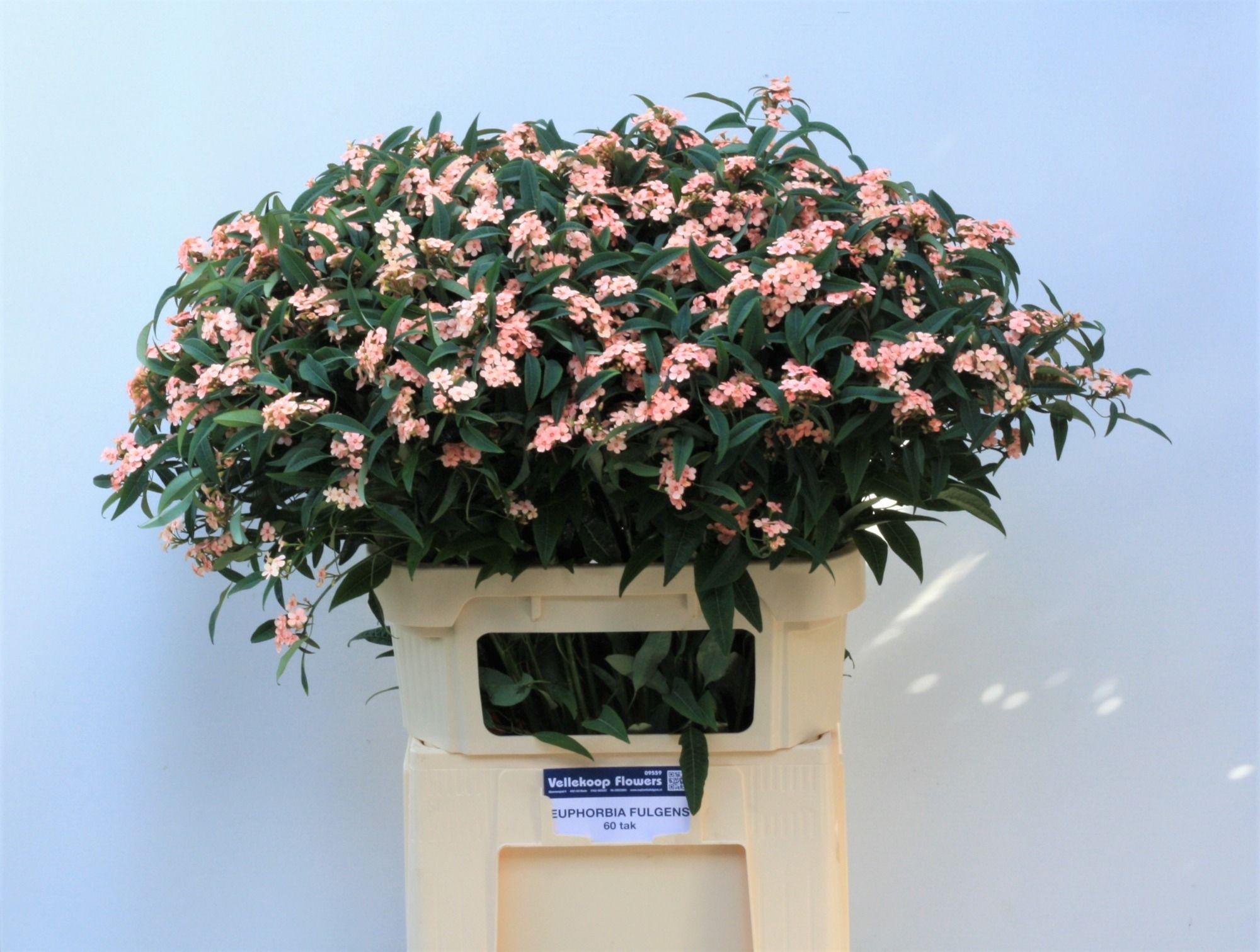 Эуфорбия куст. Пинк Барон 80, шт.