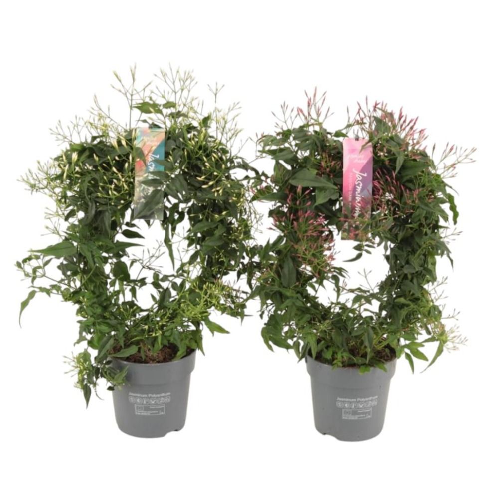 Jasminum boog 300 knop p12 wit/roze gemengd (Jasmijn), D 12