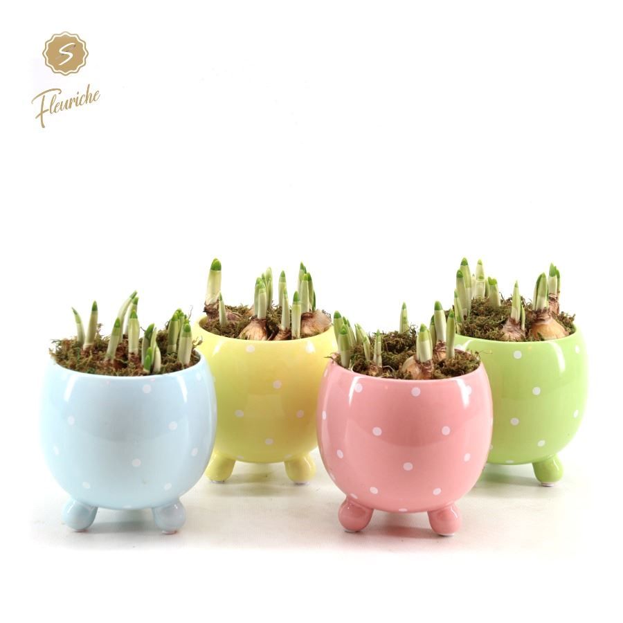(3412) Narcissus Dotted Spring Pot [L] Mos, D 12 cm