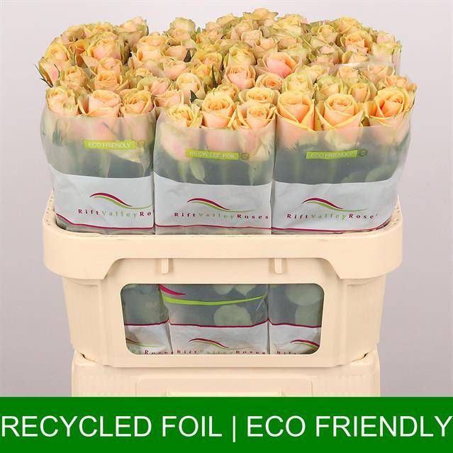 Роза од. Алхими 70, шт.