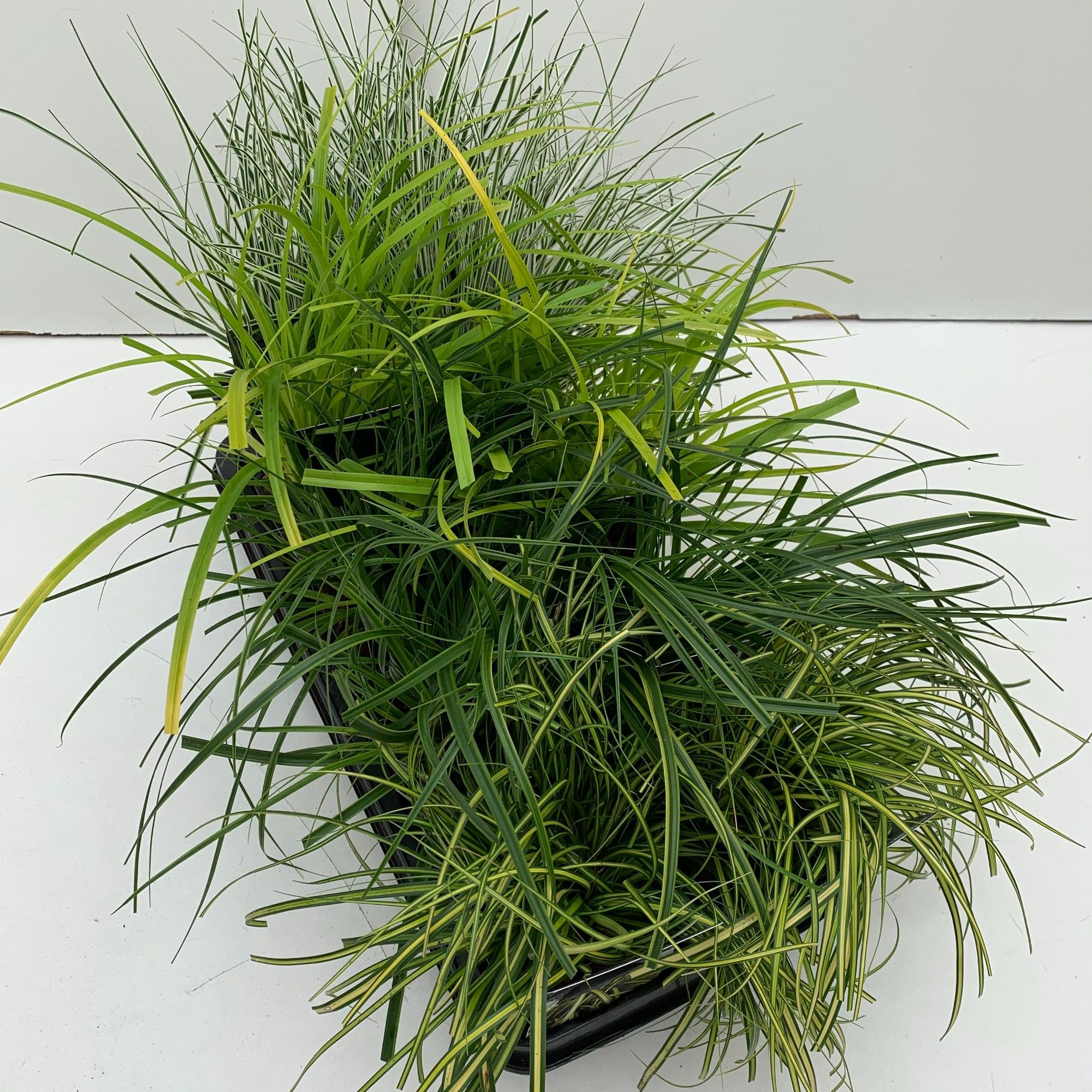 Carex mix in tray, D 13