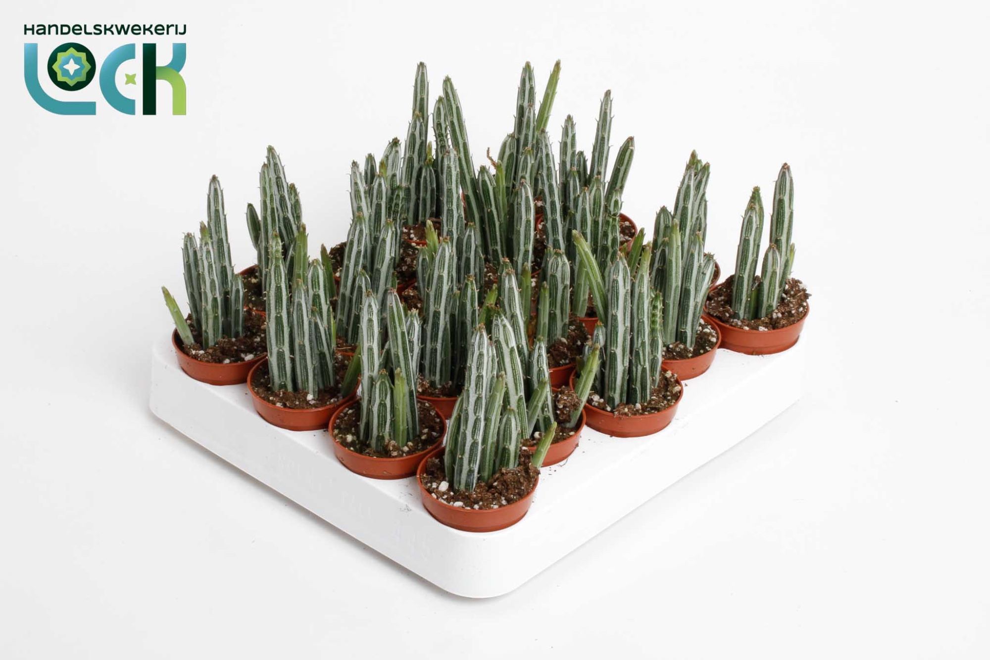 Stapelia Stapeliiformis, D 5,5 cm