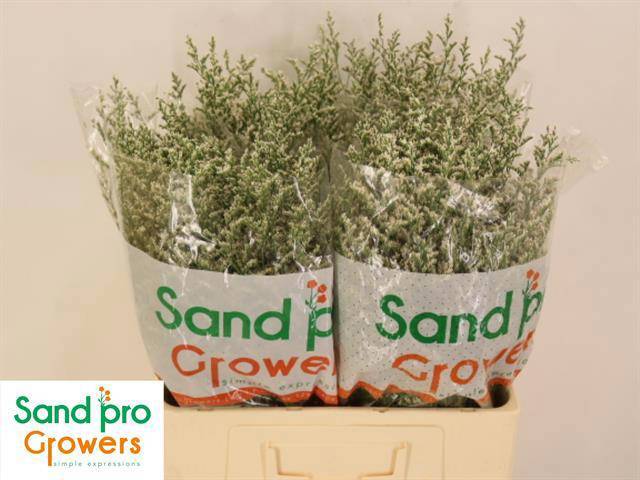 Лимониум Мисти Вайт 60, шт.