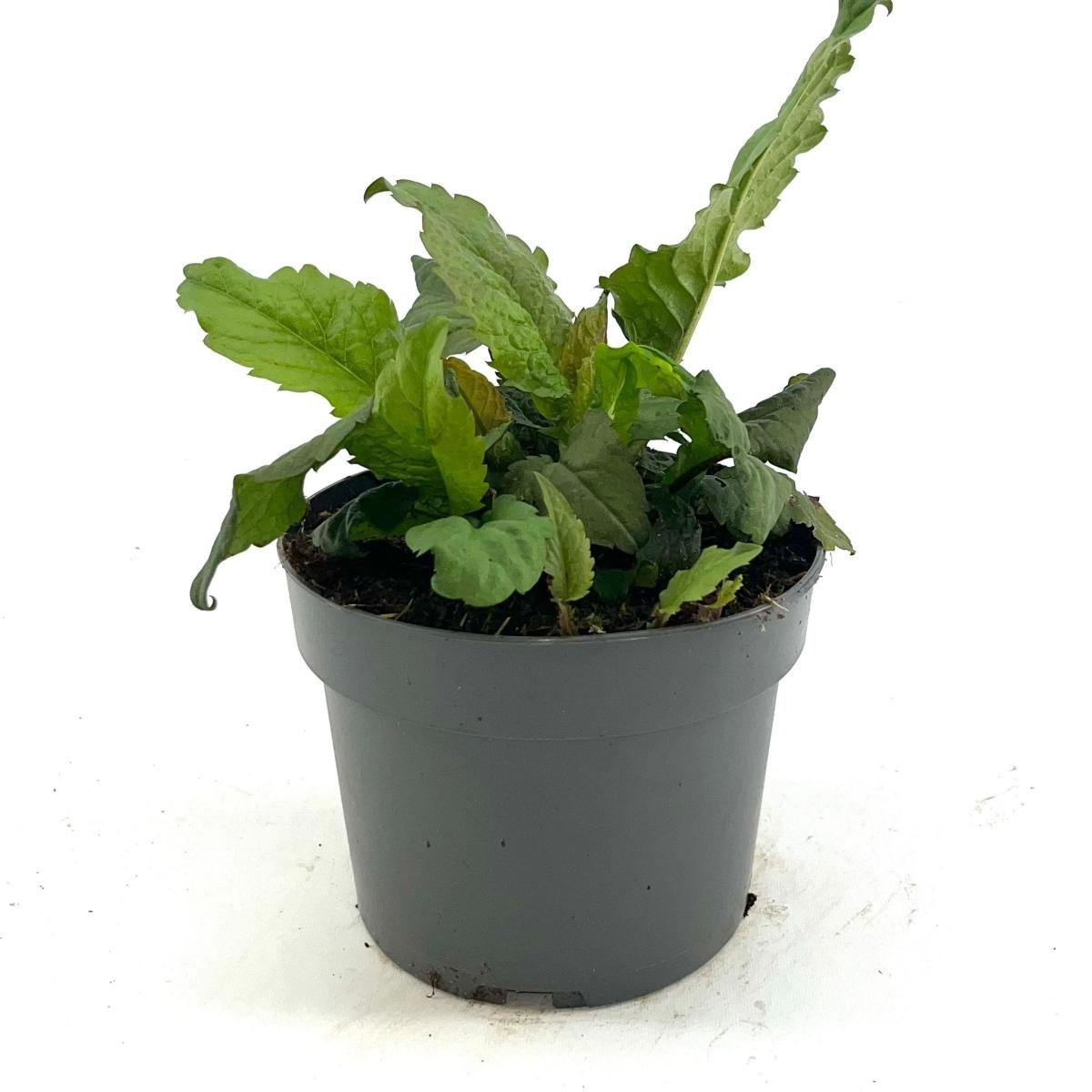 Aster divaricatus, D 17 cm