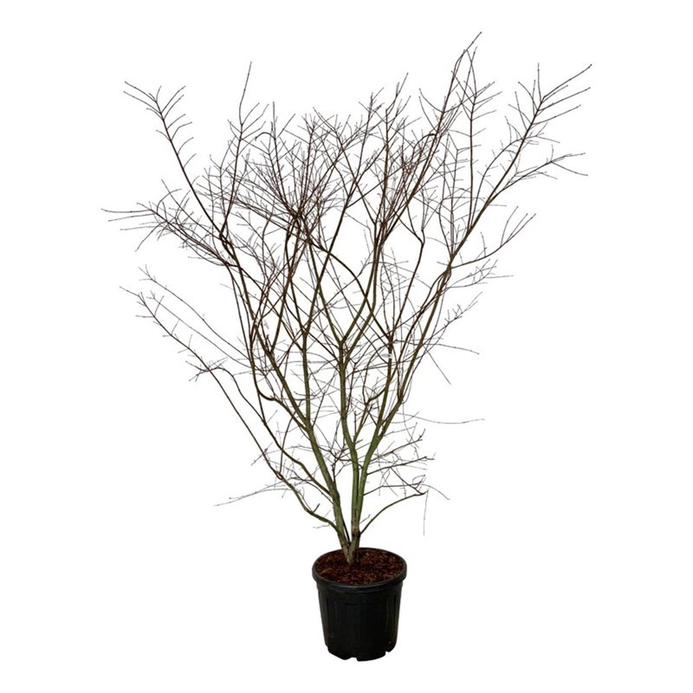 Acer pal. Brown Sugar, D 50