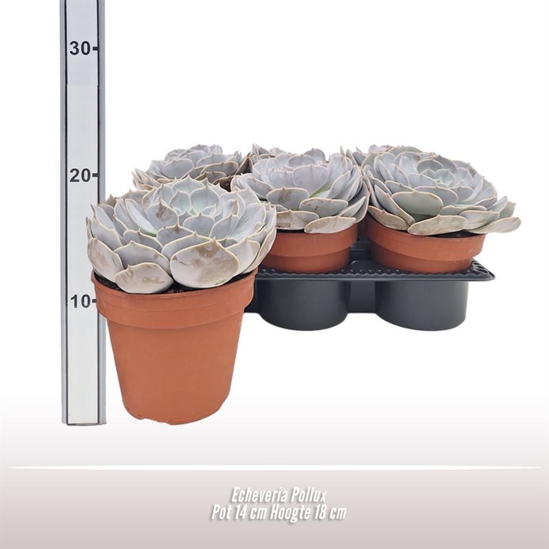 Echeveria Pollux, D 14
