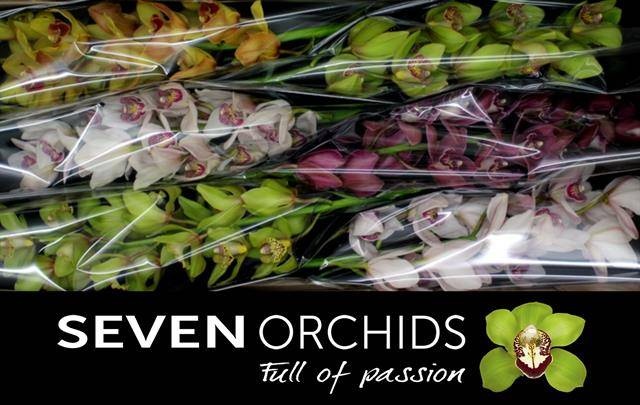 Цимбидиум Микс 80 x6, шт.