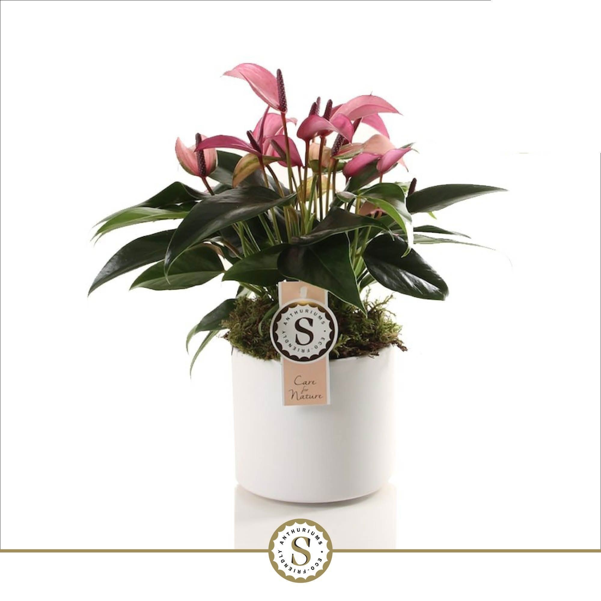 Bari keramiek White - Zizou 12cm, D 12