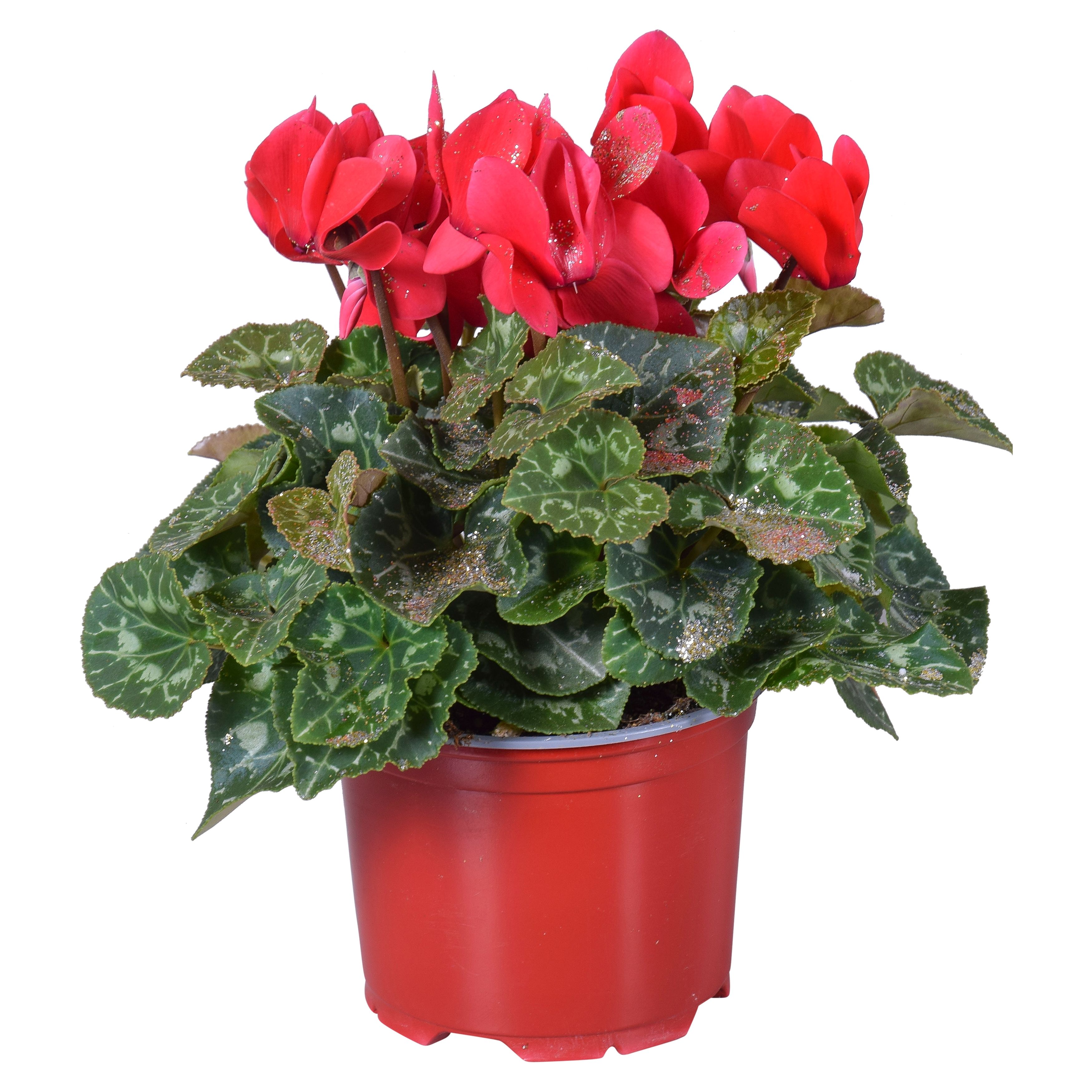 Cyclamen Rood met glitters in Ton sur Ton kweekpot (Kerst), D 12