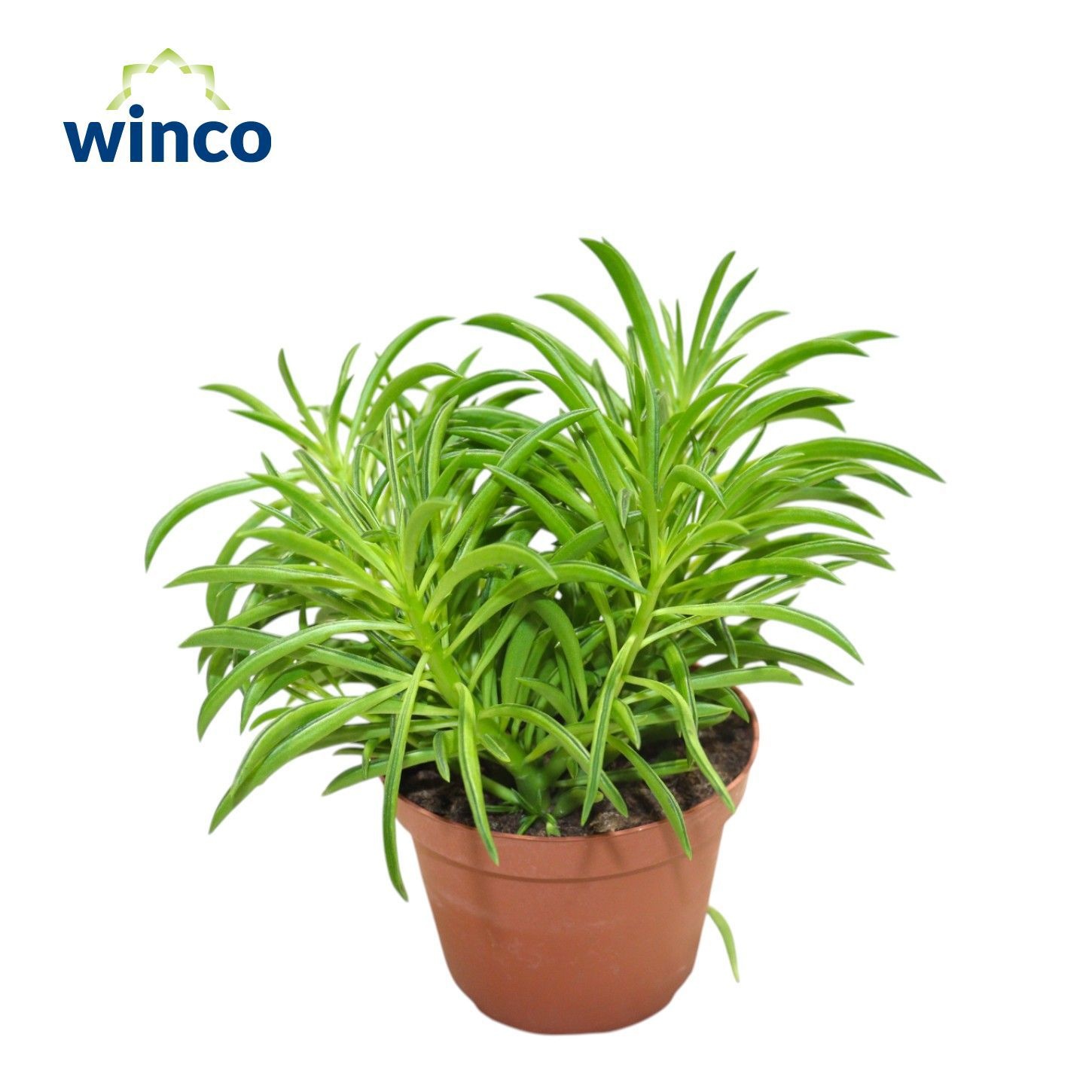 Senecio Barbertonicus (himalaya), D 12 cm