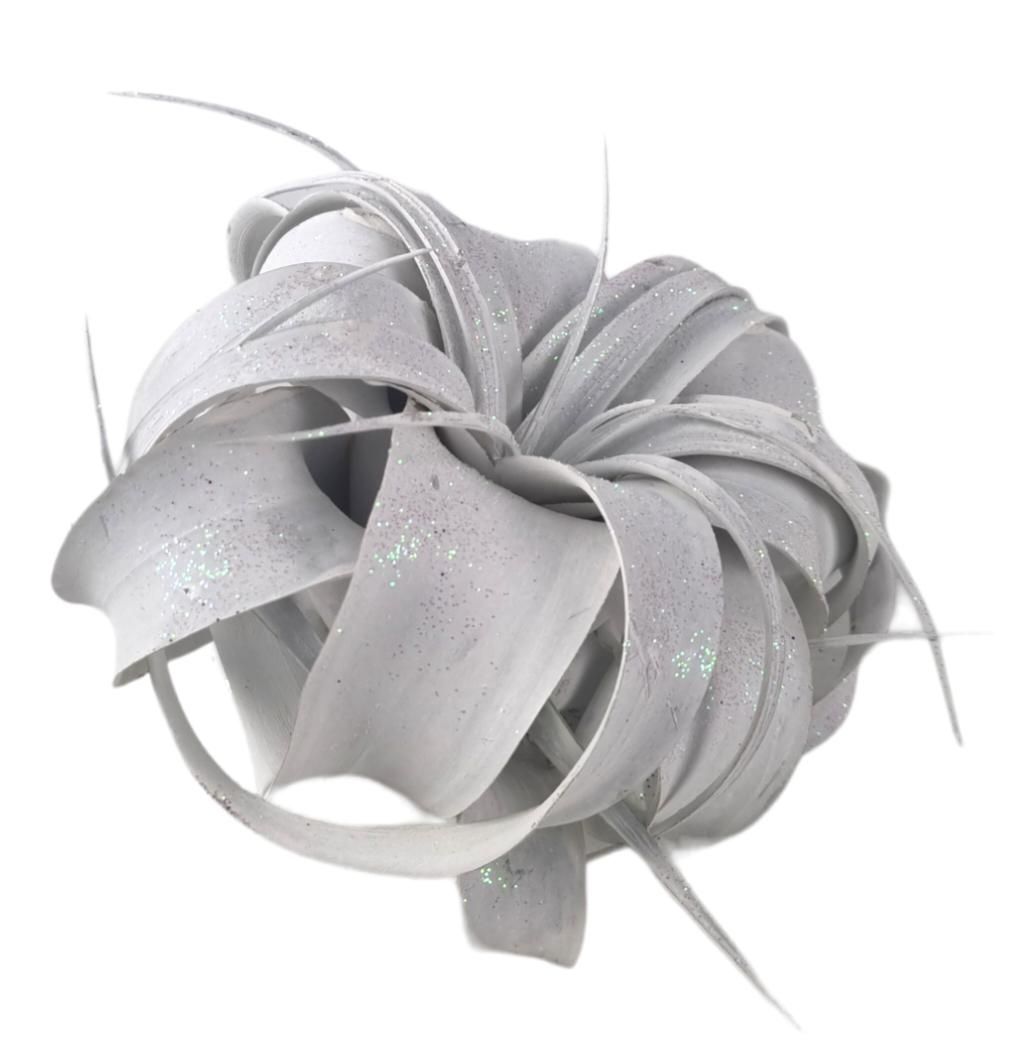 tillandsia xerographica wit met glitter, D 18