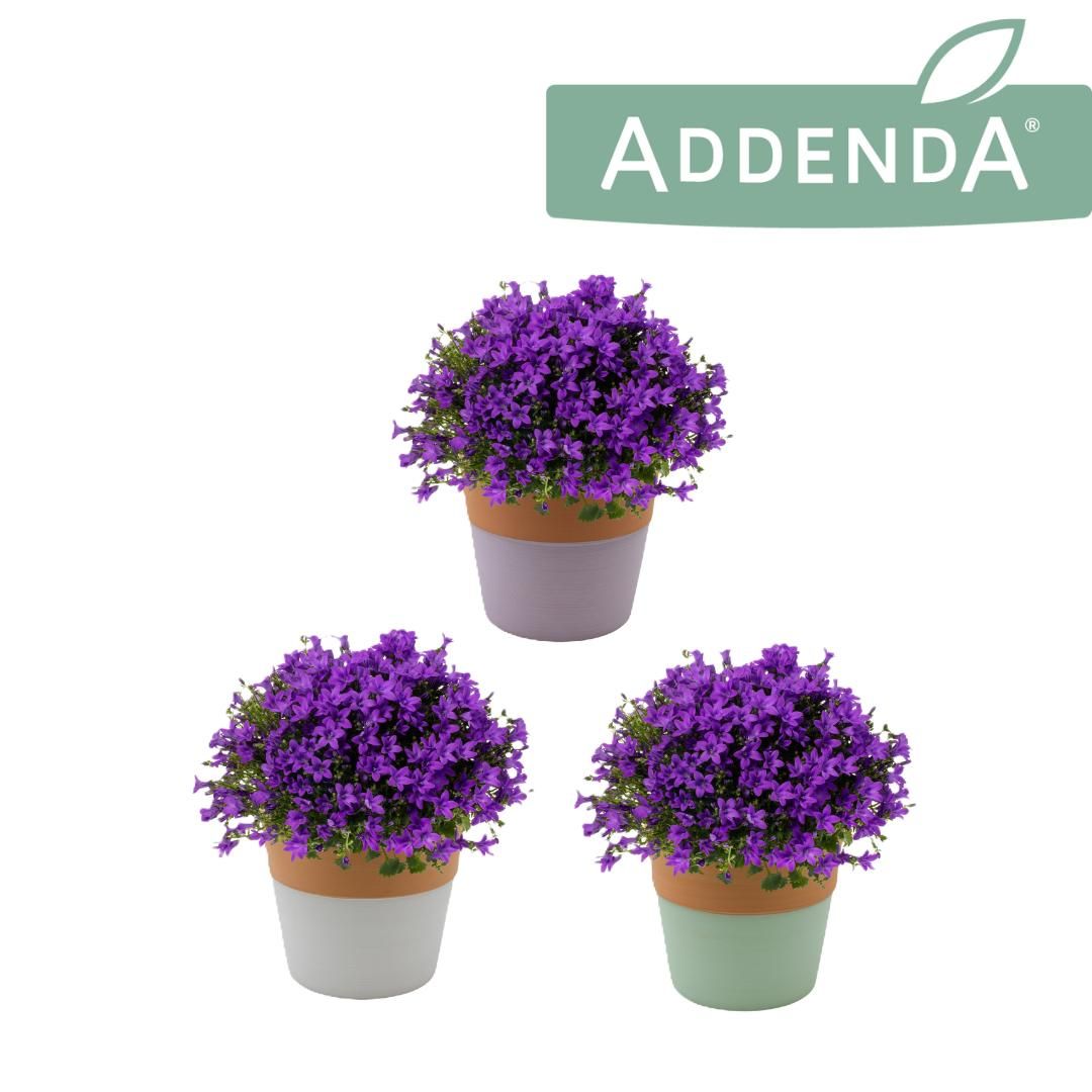 Campanula Intense Purple in 3-Kleur Terra Cotta, D 12,5
