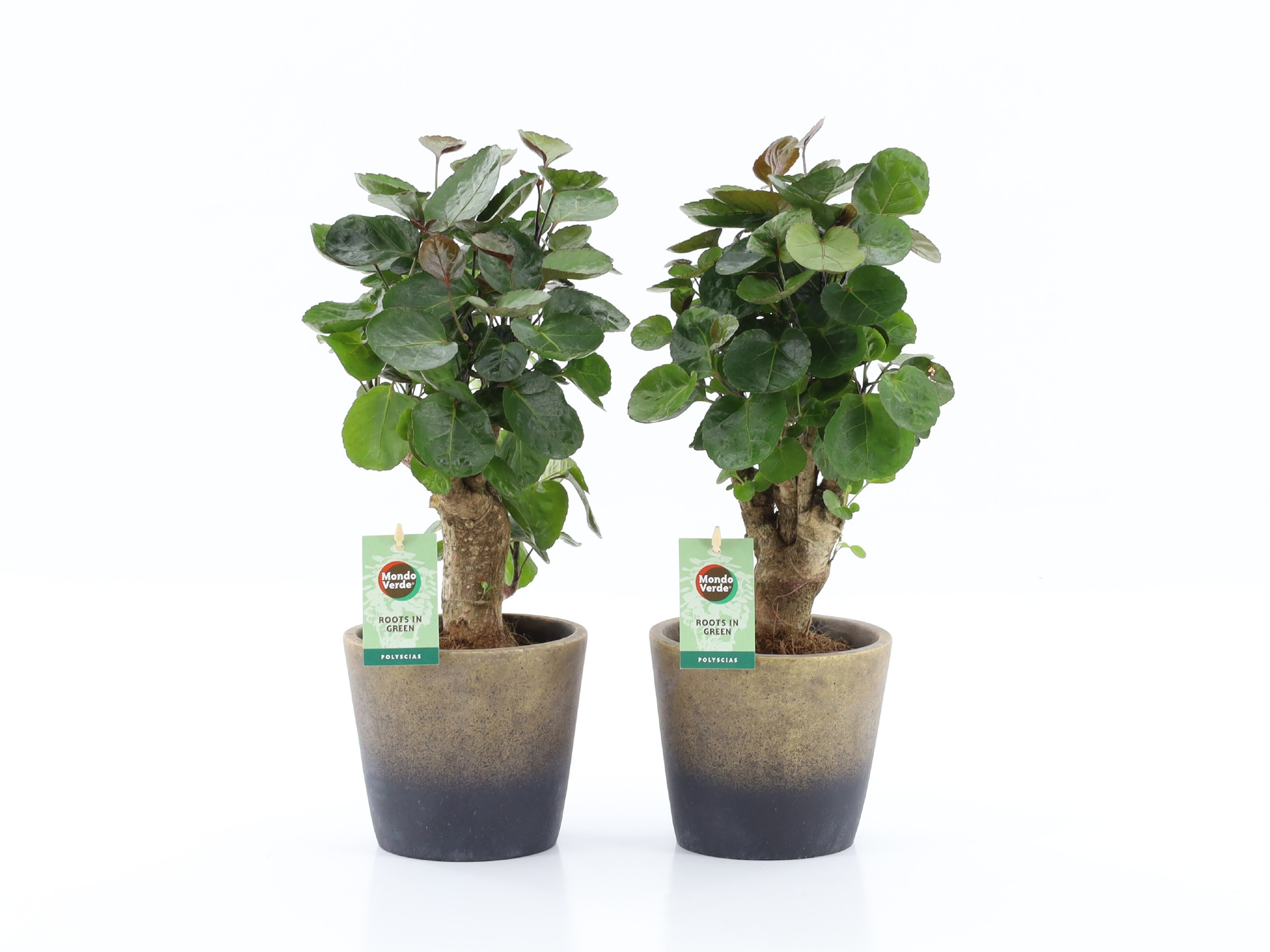 Polyscias Fabian in Lunar keramiek, D 13