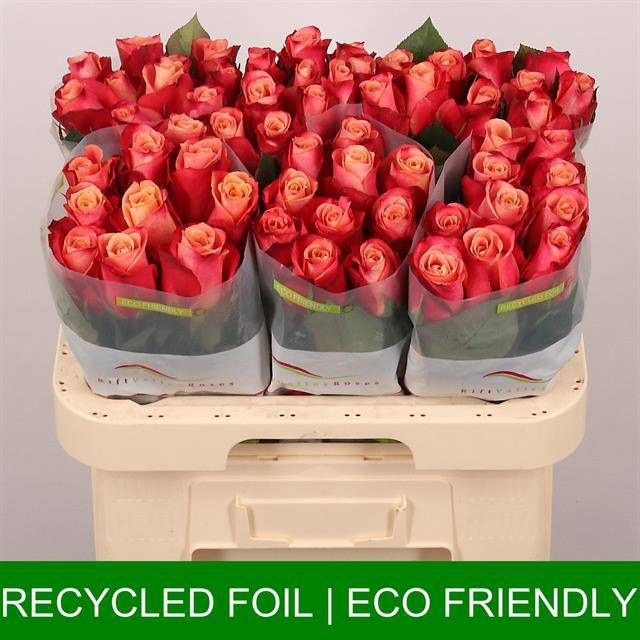 Роза од. Хелен 60, шт.