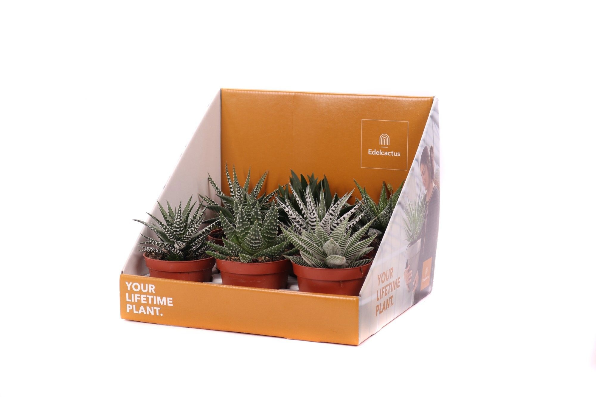 Haworthia mix 8,5 cm in showdoos your lifetime plant, D 8,5