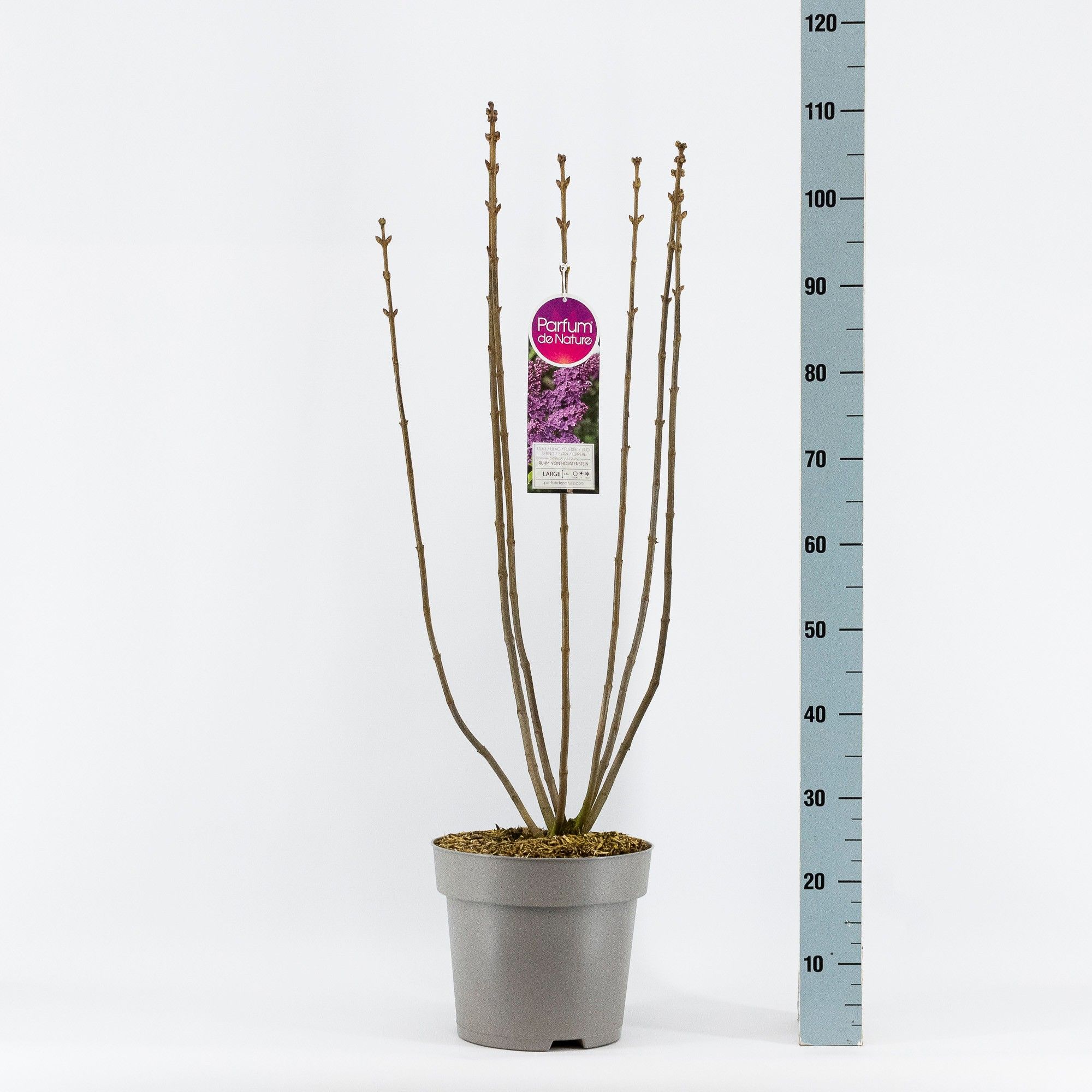 Syringa vul. Ruhm v. Horstenstein 2-jr C10 sol. bloemknop, D 27