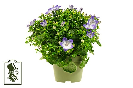 CAMPANULA-HYBRID 'FANCY MEE', D 11
