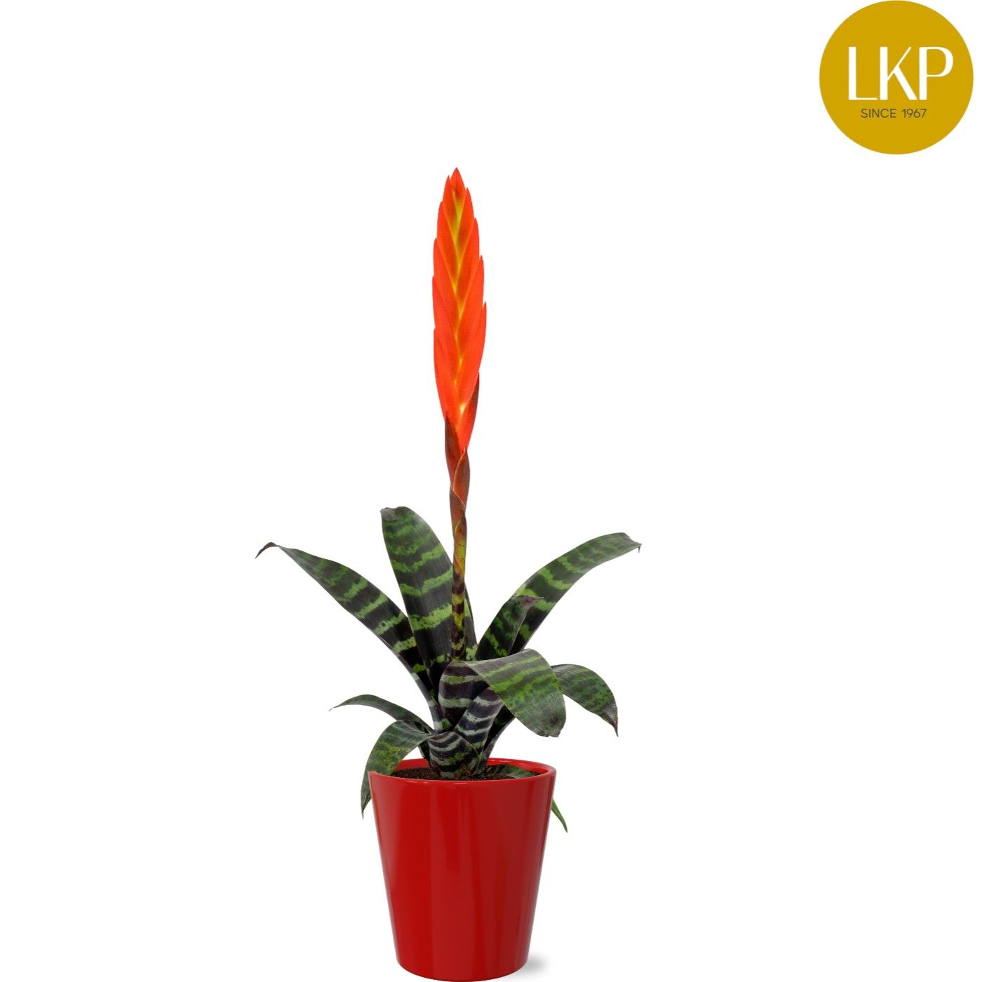 Vriesea Era Rood Coco, D 9