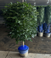 Радермахера китайская ствол 25 150