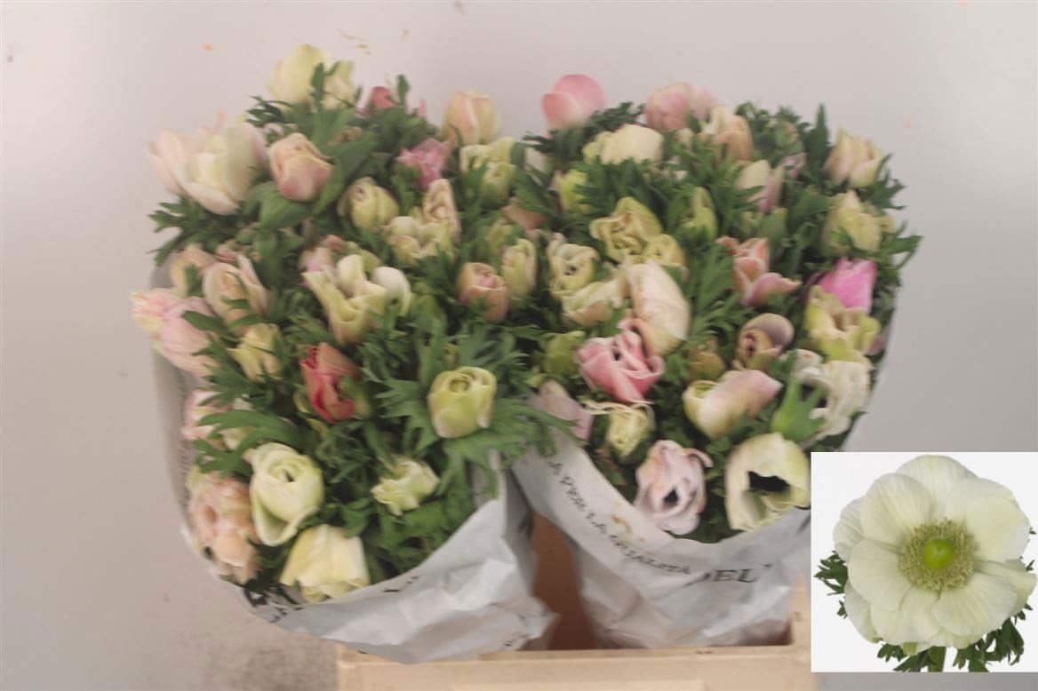 Анемон Мистраль + Вайт 45 (бел.), шт.