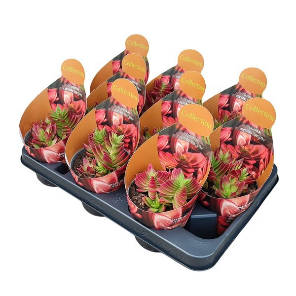 CRASSULA CAPITELLA 'CAMPFIRE' - POT Ø 10,5COLLECTION WITH POTCOVER (SUCCULENTEN), D 10,5