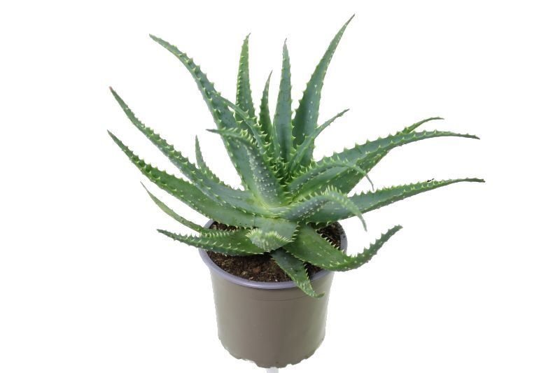 Aloe arborescens-NOT CERTIFIED, D 12