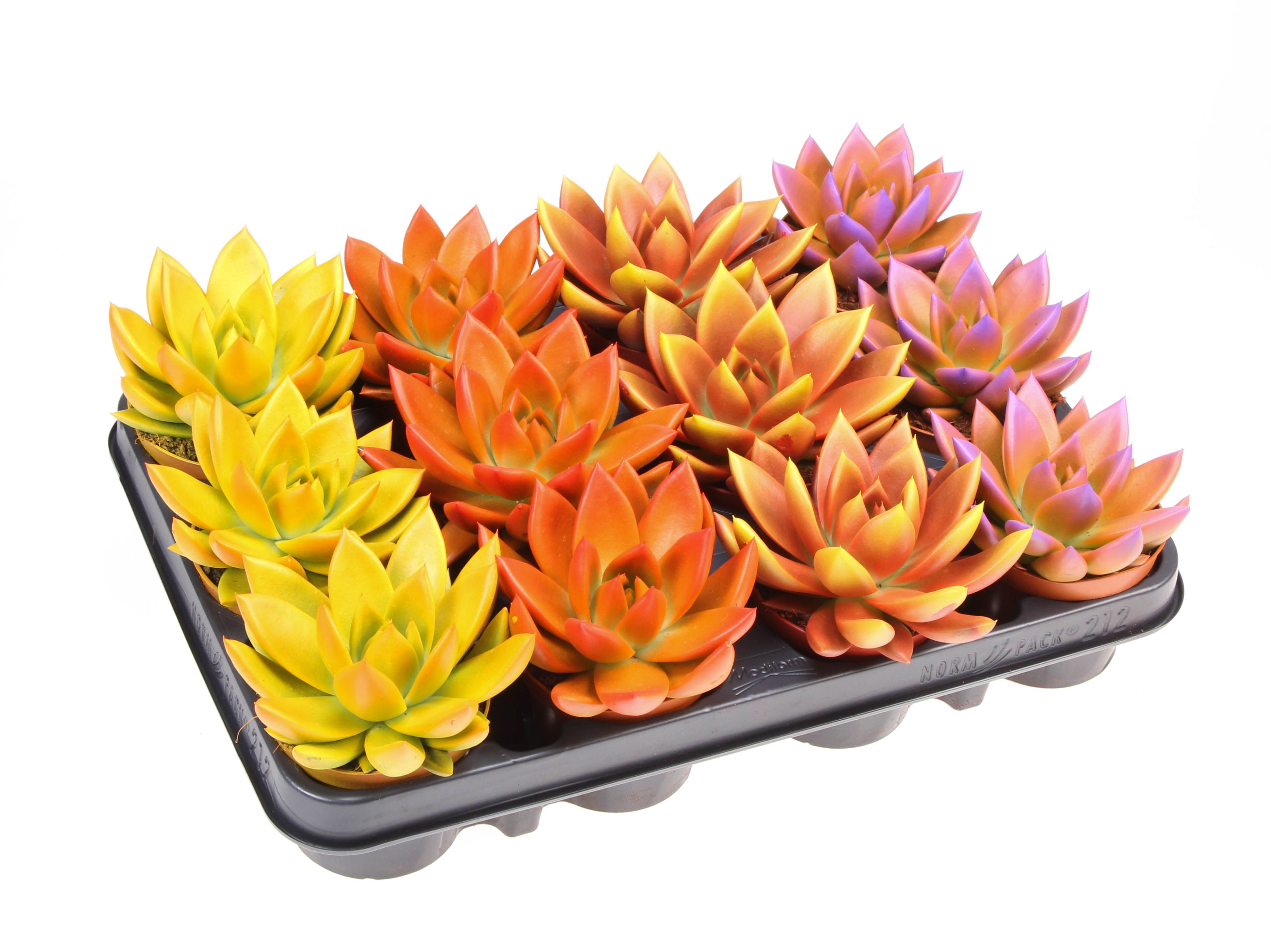 Rainbow bicolor, D 8,5