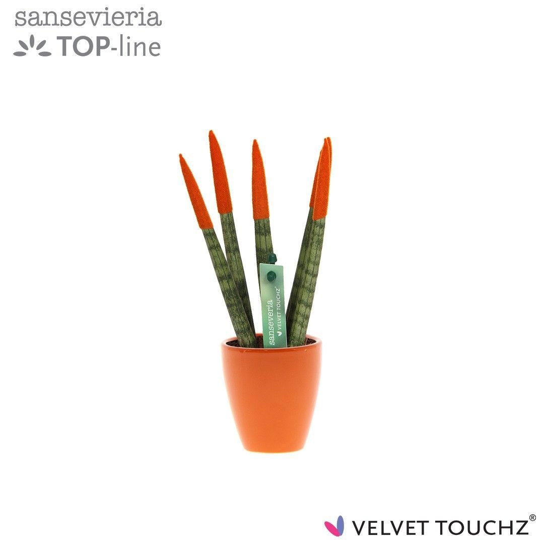 Sansevieria VELVET TOUCHZ® Oranje in keramiek Osaka, D 6