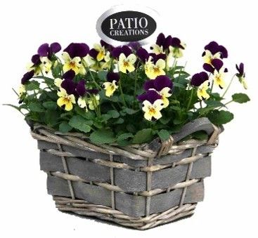 V516-9001 Viola wilg grijs mand S, D 21