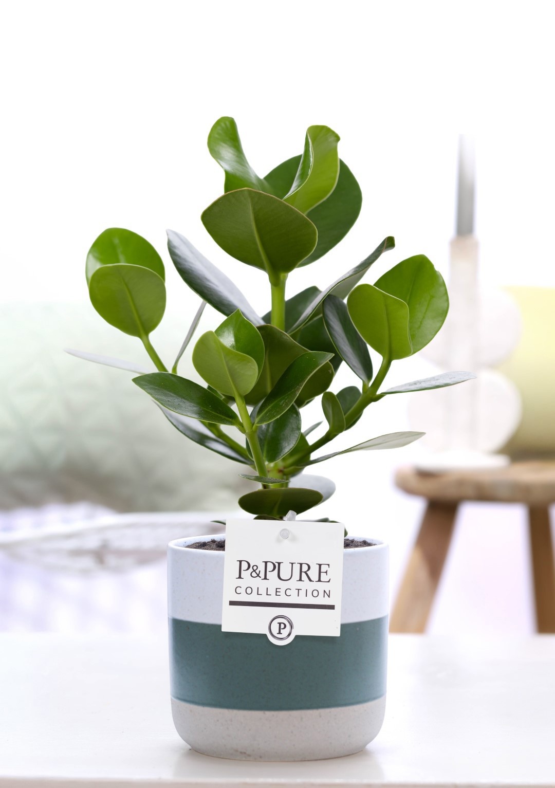 Clusia Rosea Princess in P&PURE Lauren ceramics, D 12