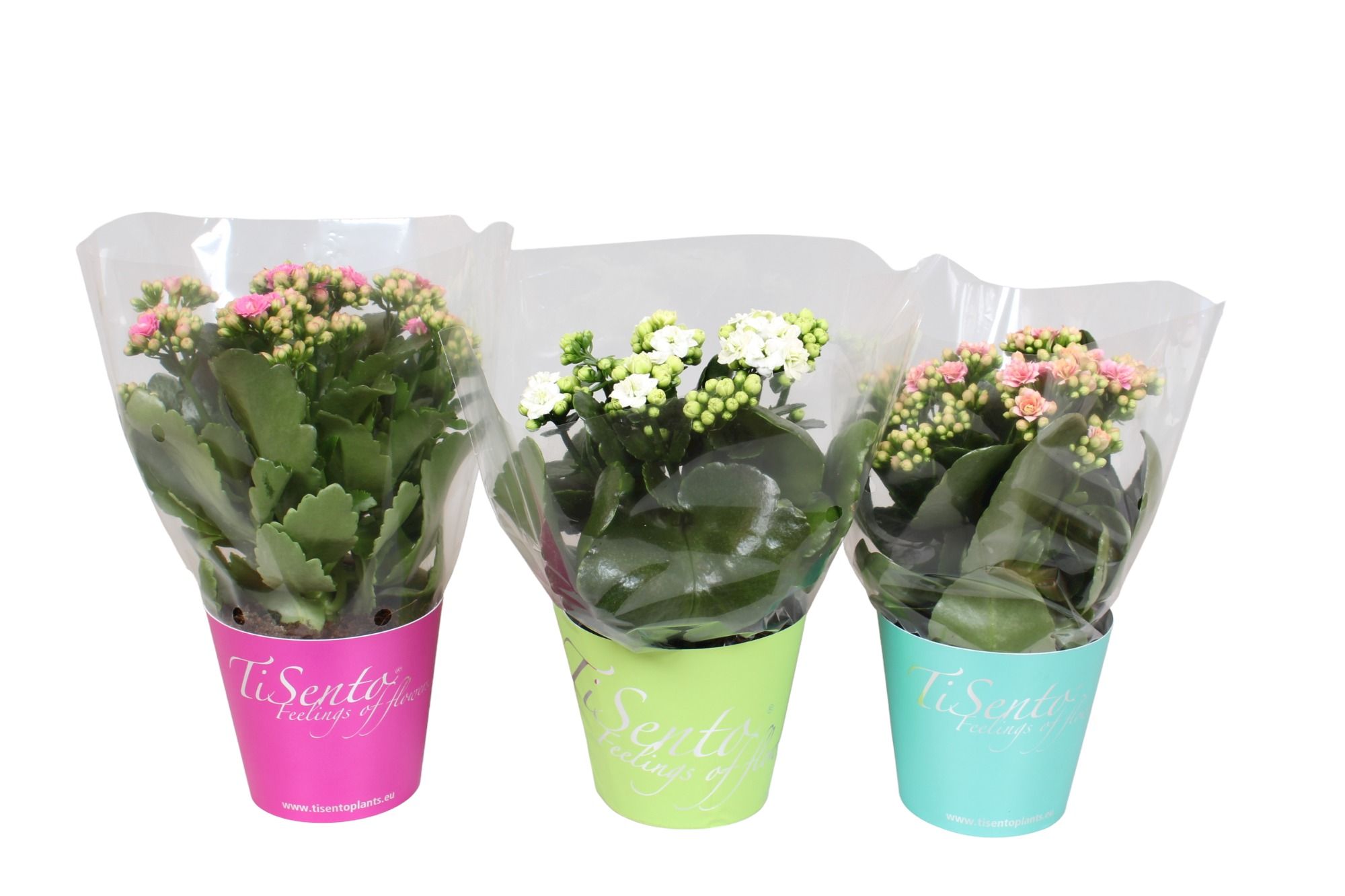 Calandiva 12 cm Potcover Mix, D 12