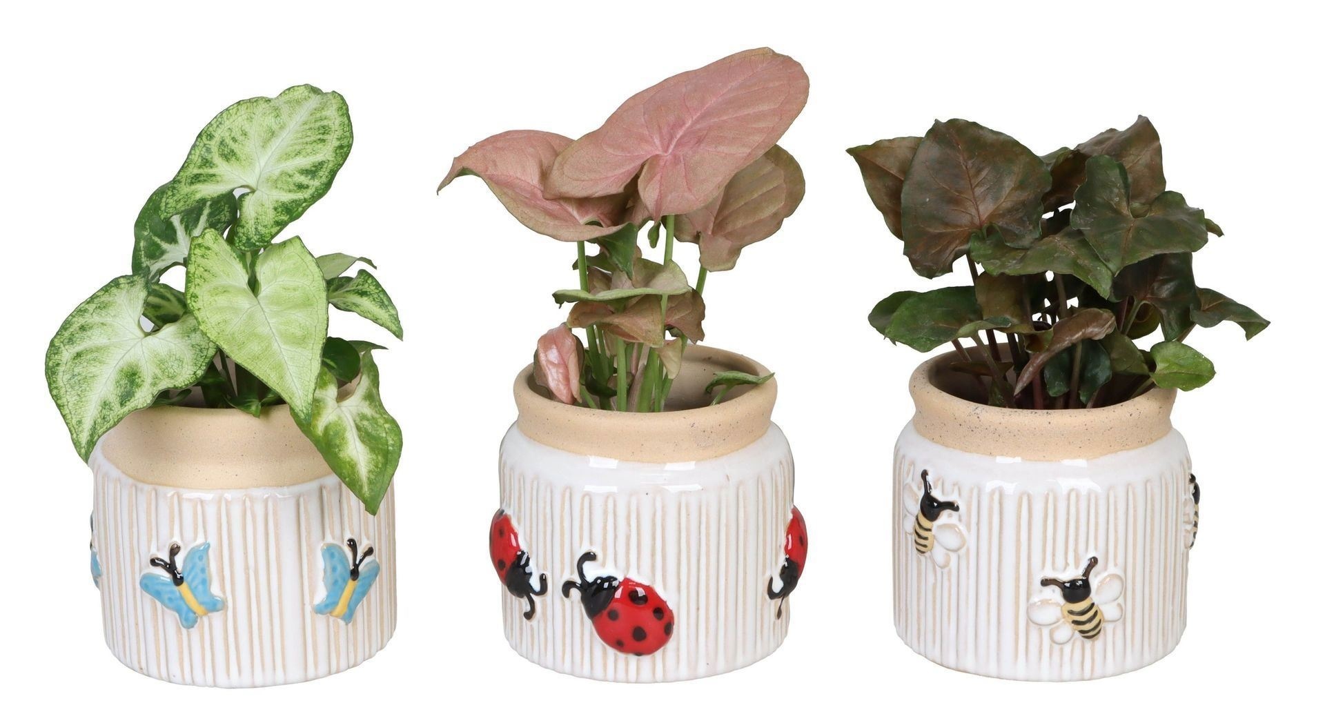 L 66640 with Syngonium Mix 6 cm, D 6