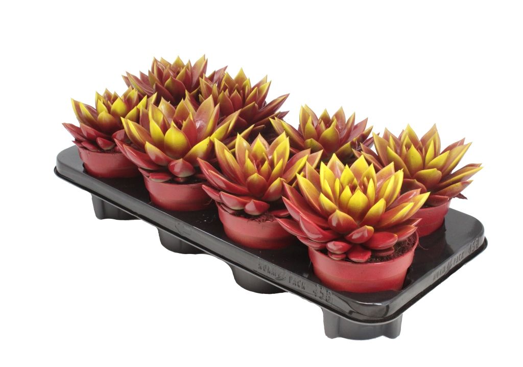 Miranda bicoloured red/yellow, D 12 cm