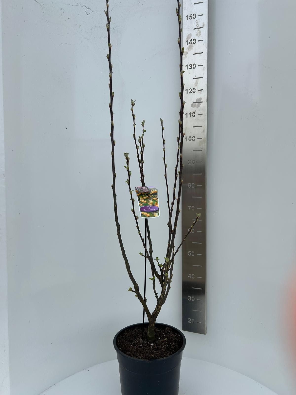 Malus 'Golden Hornet', D 29