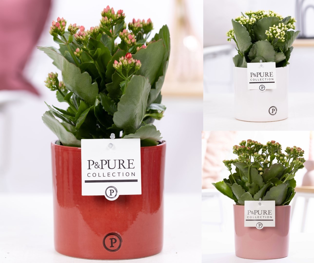 Kalanchoe mix in P&PURE Essential ceramics ass.3, D 12 cm Kalanchoe mix in P&PURE Essential ceramics ass.3, D 12 cm