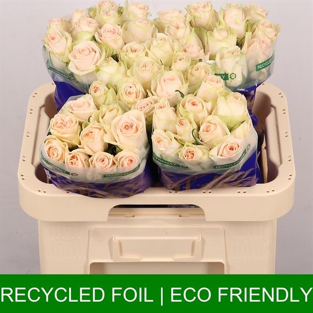 Роза од. Веддин Роуз 60, шт.