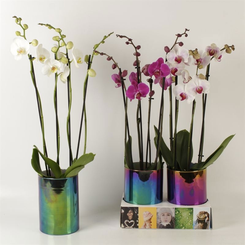 Phalaenopsis gemengd 4 tak gemengd in glasvaas Holografique, D 12