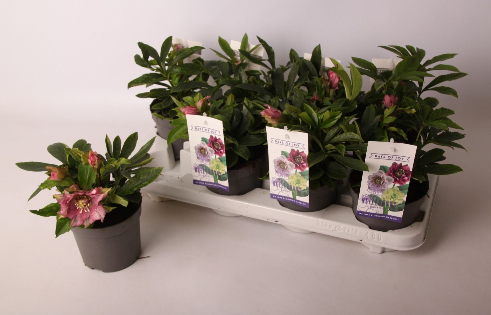 Helleborus orientalis dbl. Dark Pink (bloeiend), D 12