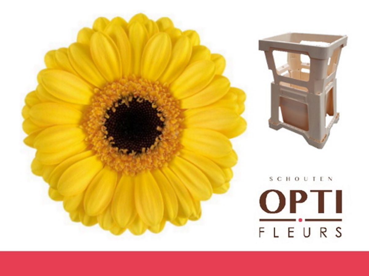 Гермини Дельмонте, шт.