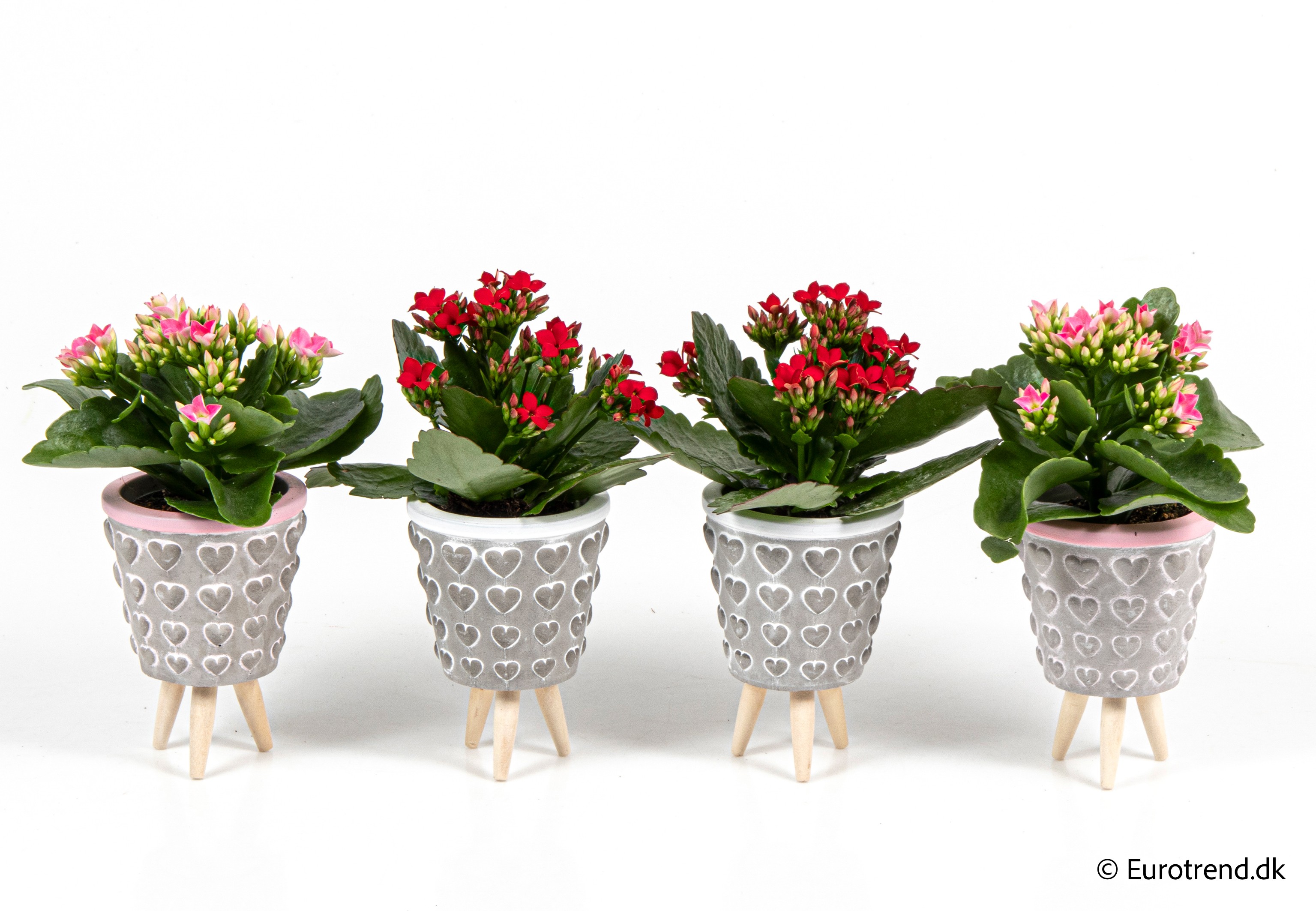 Kalanchoe in Valentine ceramic 2026, D 6