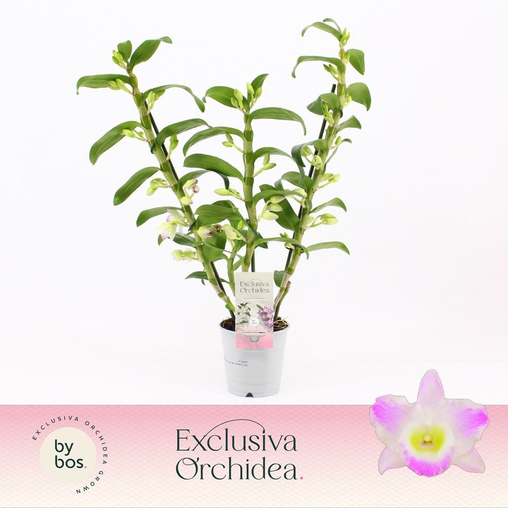 Dendrobium Nobilé, Pandora 3-spike 'Exclusiva Orchidea', D 12