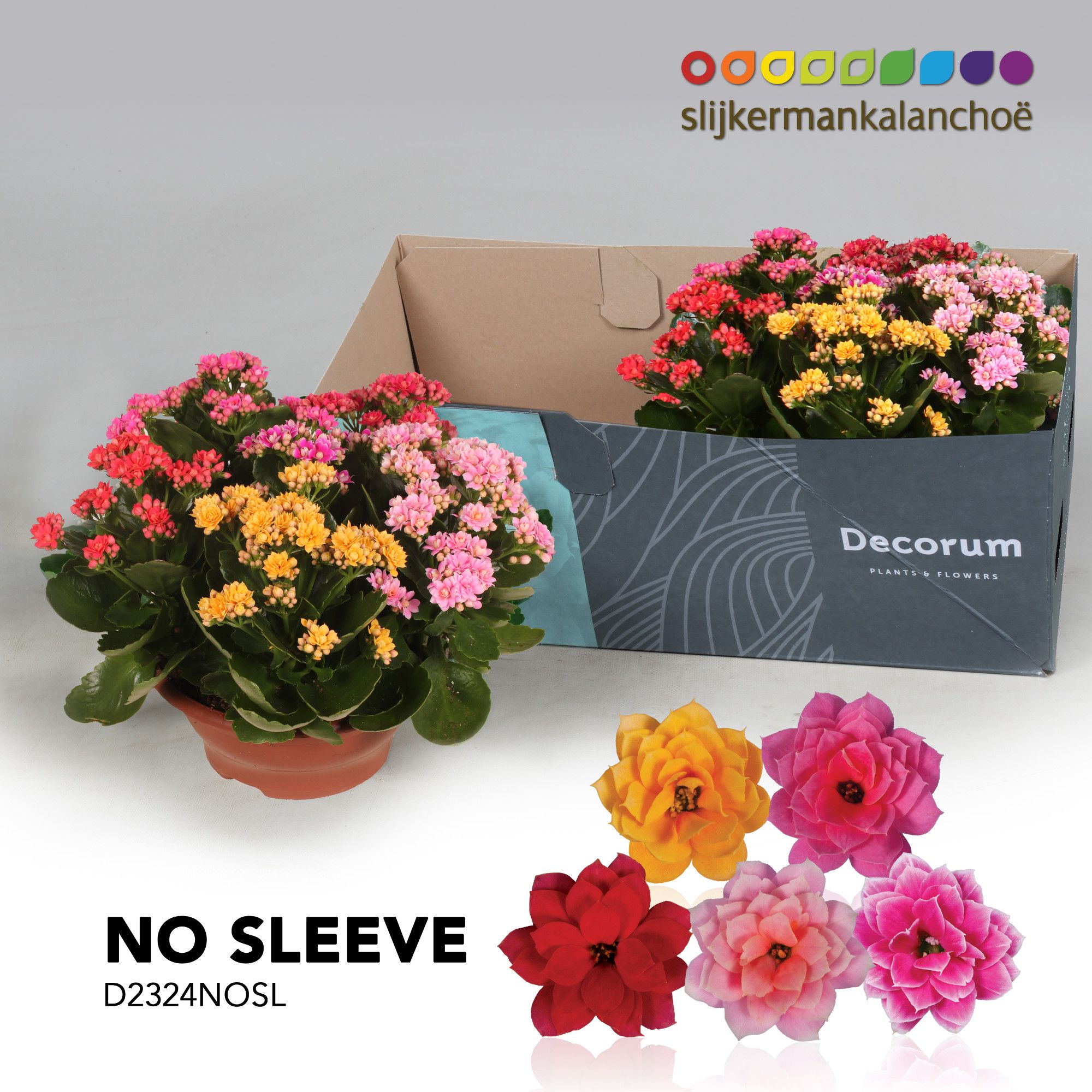 Kalanchoe No Sleeve - Carnaval, D 23